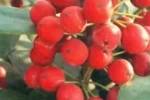 播种繁殖的绿植有哪些?无刺枸骨(冬青科冬青属)