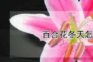 百合花冬天怎么处理