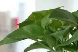 水培花卉为什么要换水洗根?换水洗根的方法是什么?