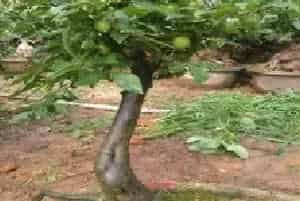 盆景养护管理 | 老鸦柿嫁接后还需要授粉吗