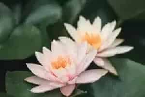 紫色睡莲花语和寓意