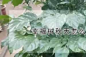 幸福树秋天怎么浇水施肥