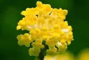 瑞香的花语和寓意