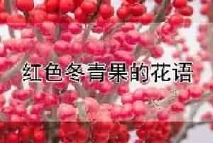 红色冬青果的花语