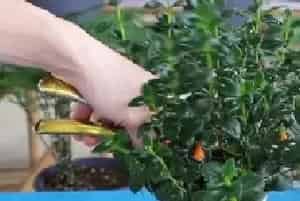 盆景养护管理 | 金鱼吊兰底部叶子脱落 找到原因并这样处理