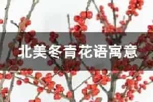 北美冬青花语寓意