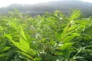 黄柏的栽培技术