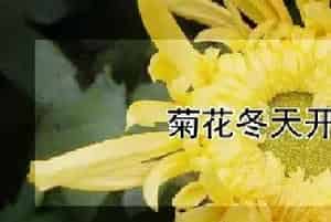 菊花冬天开花吗