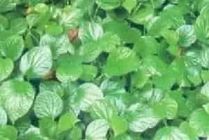 扦插繁殖的绿植有哪些?假蒌(胡椒科胡椒属)野胡椒、假蒟