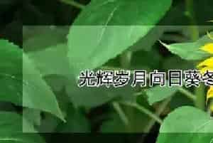 光辉岁月向日葵冬天怎么养
