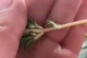 花卉果蔬盆景 | 吊兰冬天开花 你觉得正常吗