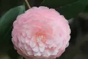 茶花冬季如何养殖