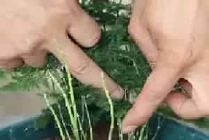 盆景养护管理 | 文竹不长笋芽怎么办 这两样可让它新芽冒不停