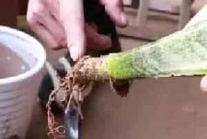盆景养护管理 | 虎皮兰冬天烂根后的处理