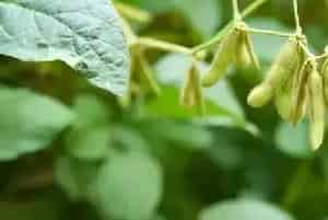 (巴211)大豆品种简介_油料种子介绍_油料品牌巴211