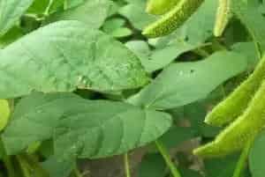 (赣豆10号)大豆品种简介_油料种子介绍_油料品牌赣豆10号
