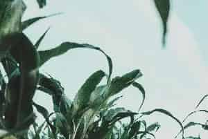 (WWW888)玉米品种简介_玉米种子介绍_玉米品牌WWW888