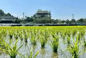 (中龙粳13号)水稻品种简介_水稻种子介绍_水稻品牌中龙粳13号