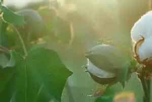 (邯杂429)杂交棉品种简介_棉花种子介绍_棉花品牌邯杂429