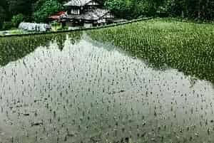 (Ⅱ优航1号)水稻品种简介_水稻种子介绍_水稻品牌Ⅱ优航1号