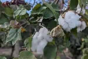 (辽棉37)棉花品种简介_棉花种子介绍_棉花品牌辽棉37