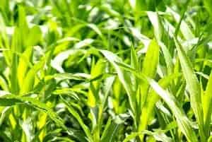 (河糯1号)甜糯玉米品种简介_玉米种子介绍_玉米品牌河糯1号