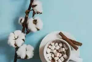 (中棉1279)棉花品种简介_棉花种子介绍_棉花品牌中棉1279