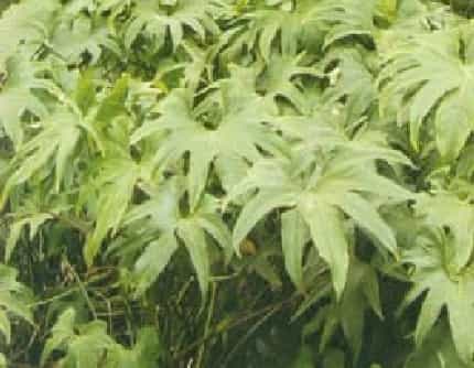 [天南星科花烛属] 掌裂花烛(别名：趾叶花烛) 天南星科