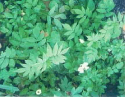 [蔷薇科悬钩子属] 重瓣蔷薇莓(别名：茶蘼花) 蔷薇科