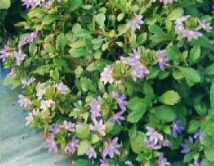 [草海桐科草海桐属] 紫扇花(别名：蓝扇花) 草海桐科