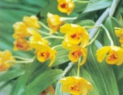[兰科石斛属] 束花石斛(别名：水打棒、金兰、大黄草) 兰科