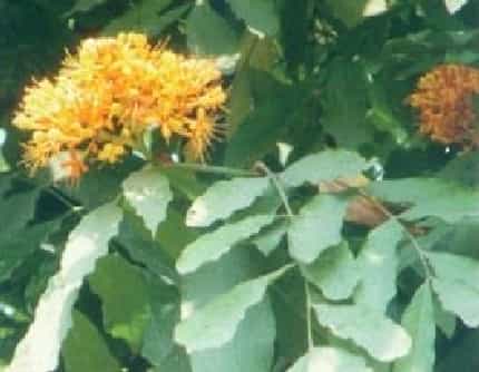 [豆科无忧花属] 垂枝无忧树 豆科