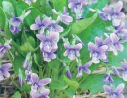 [堇菜科堇菜属] 紫花地丁(别名：野堇菜、光瓣堇菜) 堇菜科