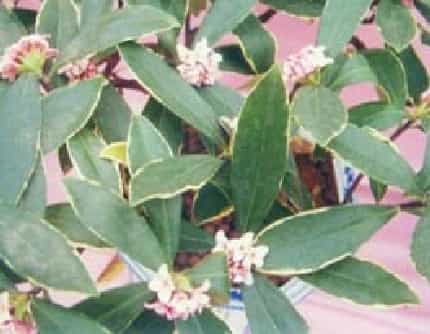 [瑞香科瑞香属] 金边瑞香(别名：瑞兰、睡香) 瑞香科