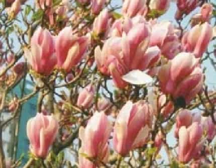 [木兰科木兰属] 二乔木兰(别名：珠沙玉兰) 木兰科
