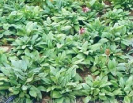 [唇形科夏枯草属] 夏枯草(别名：麦夏枯、铁色草) 唇形科