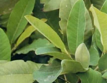 [木兰科木兰属] 山玉兰(别名：优昙花) 木兰科