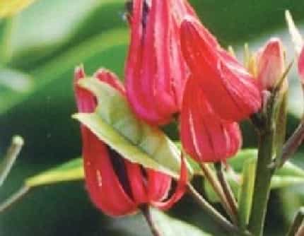 [锦葵科] 多花孔雀葵(别名：丽红葵) 锦葵科