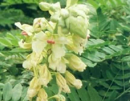 [豆科云实属] 南蛇簕(别名：喙荚云实) 豆科