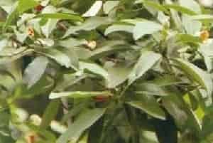 焕镛木(别名：单性木兰)图片简介_花期5～6月，果期8～9月