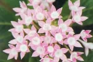 繁星花(别名：五星花)图片简介_花期3～10月