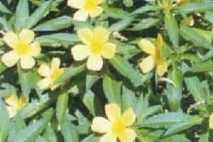 黄时钟花图片简介_花期春夏季，果期夏秋季