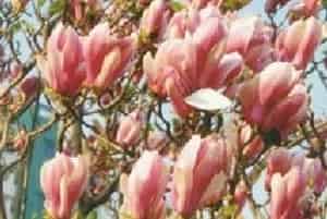 二乔木兰(别名：珠沙玉兰)图片简介_花期4月，果期9月
