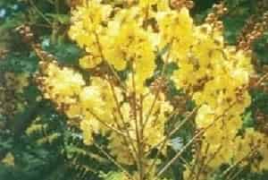 盾柱木(别名：盾柱树)图片简介_花期7～10月，果期11月