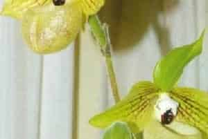 麻栗坡兜兰图片简介_花期12月至翌年3月