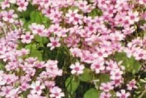 红花酢浆草(别名：大酸叶草、紫红酢浆草)图片简介_花期6～9月，果期秋季