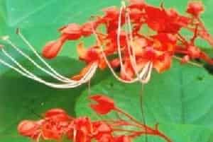 赪桐(别名：贞桐花、状元红)图片简介_花期5～7月，果期9～10月