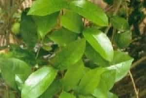 连理藤图片简介_花期春季