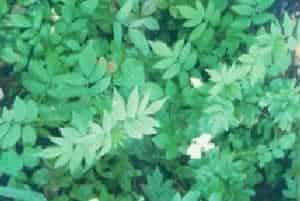 重瓣蔷薇莓(别名：茶蘼花)图片简介_花期3～5月
