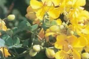 双荚决明(别名：双荚黄槐)图片简介_花期10～11月，果期11月至翌3月